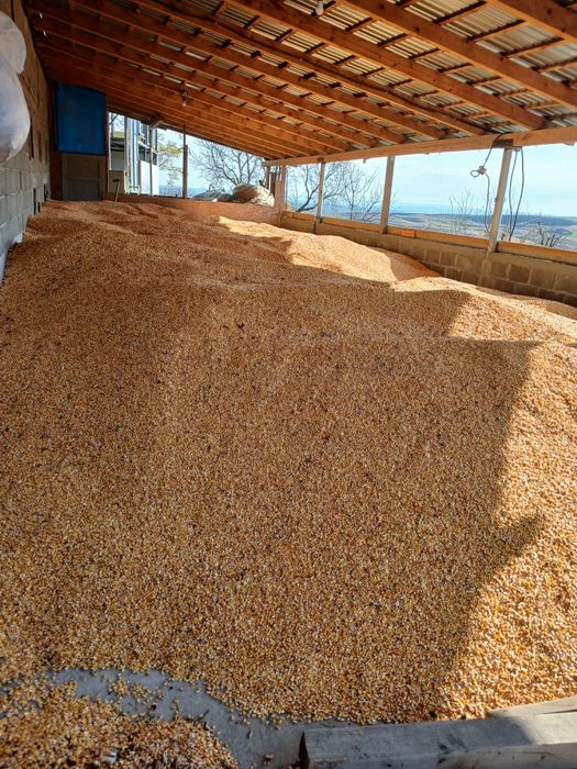 Vând porumb 1leu kg