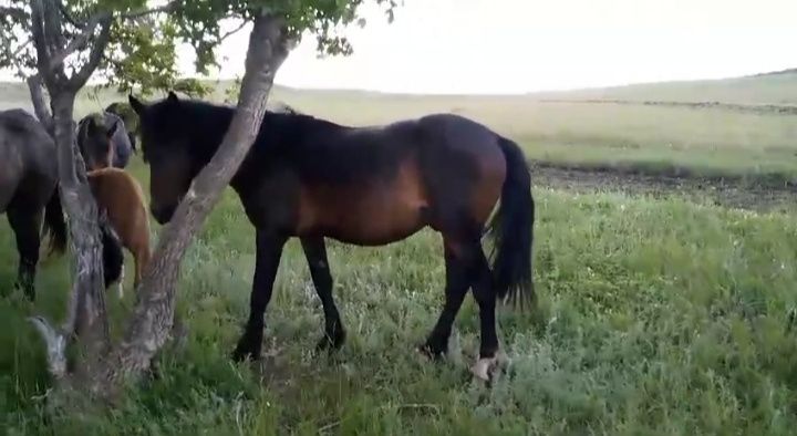 Үстінде киімі жоқ жалаңаш атақтылар.