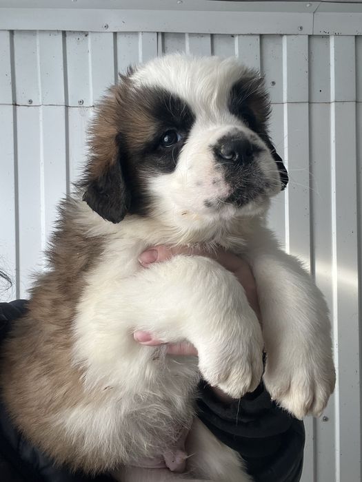 Продаем щенков сенбернара