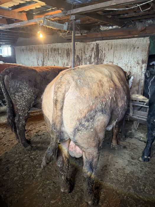 Продаю бычков с откорма