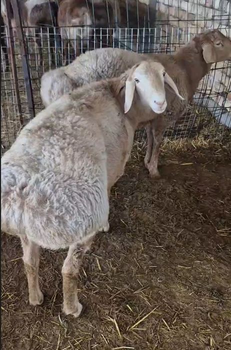 Zotdor Arashan Qo'chqor sotiladi.