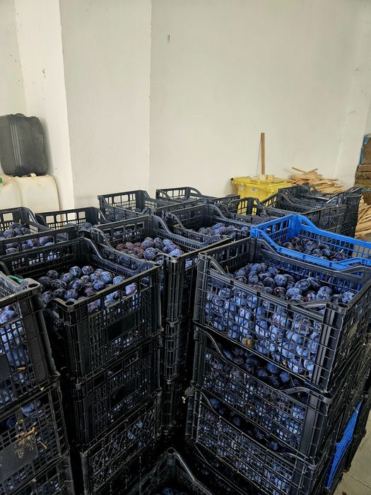 Prune de vanzare BIO