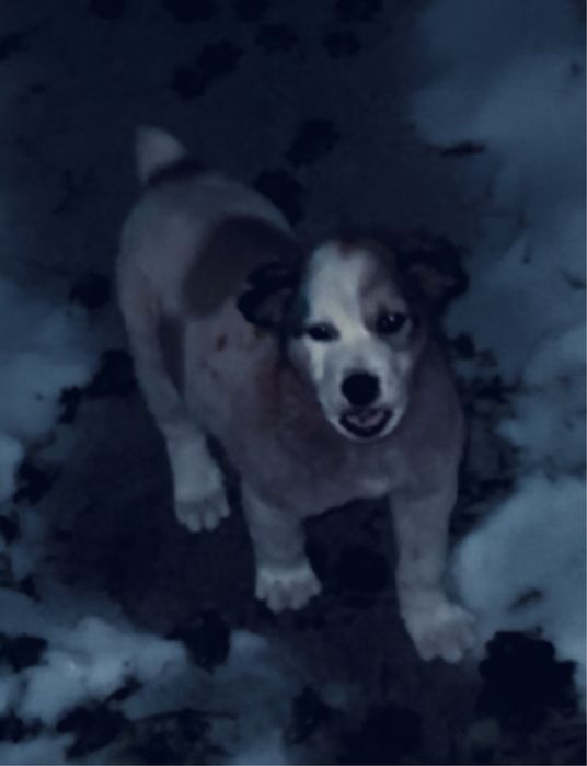 Продаю щенка тобет