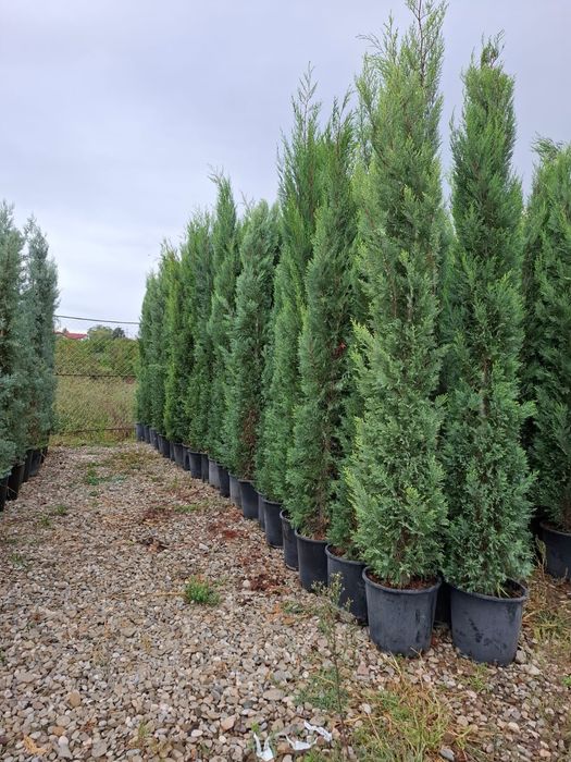 Reducere chiparos leylandii