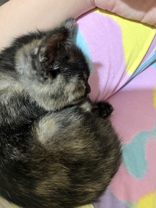 Отдаем котенка в хорошие руки