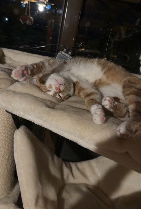 Dau spre adoptie pisicuta papaya
