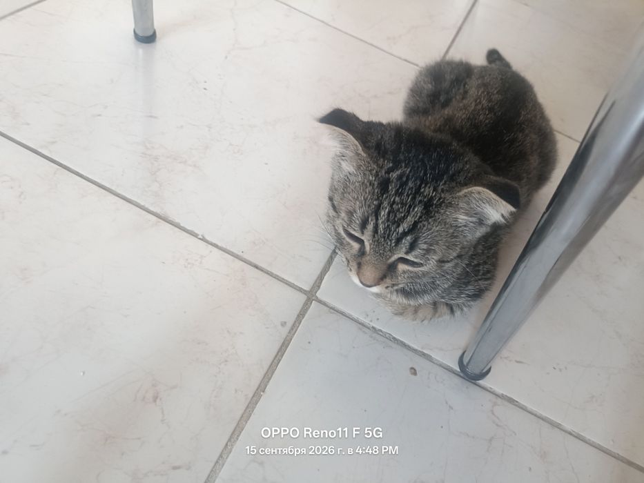 Веслаухи кот на продаже