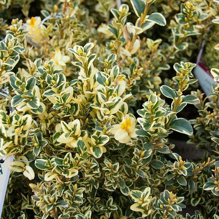Buxus verde sau patat Pin pitic mugo bila sau pe picior