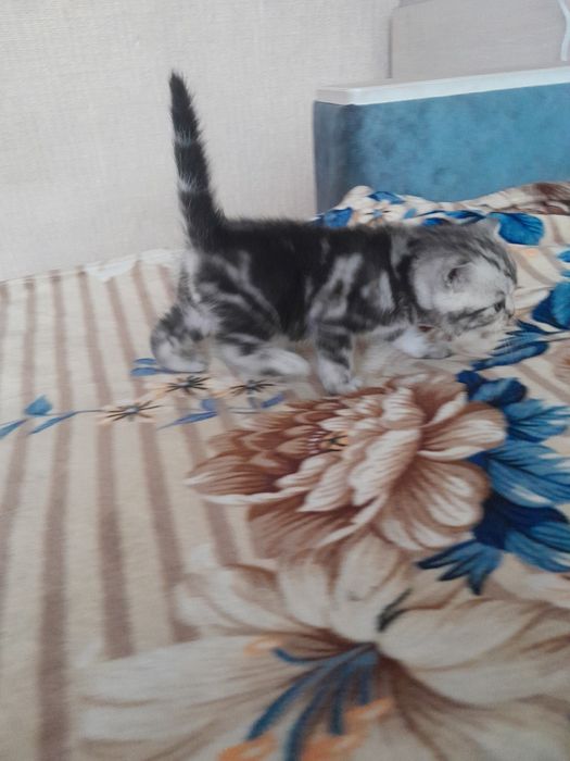Продам  чистокровных Британцев