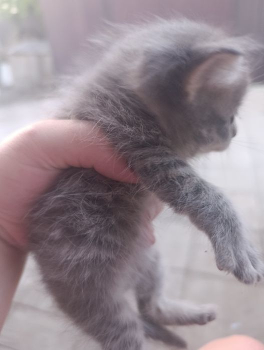 Продам котят британцев