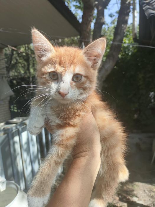 Отдам котят в хорошие руки