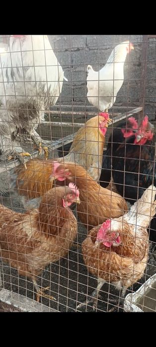 Қораздар салады хокин брама