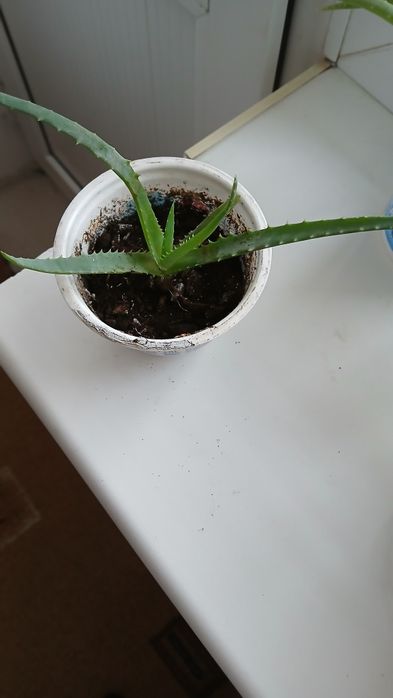 Комнатные растения