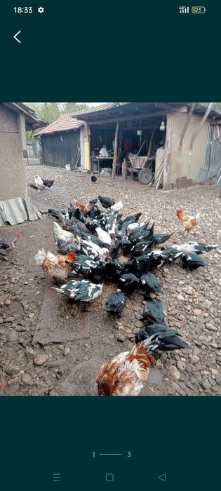 Rate și cocoși de vânzare .