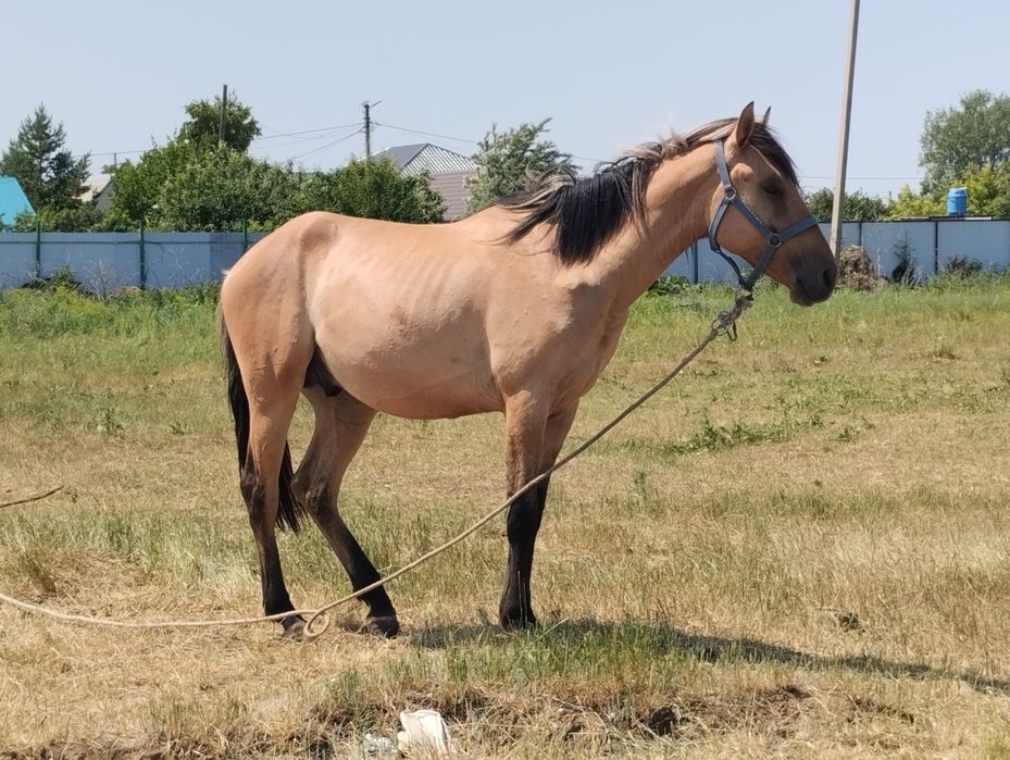 Жылқы құнан 2 кі жаста сатылады