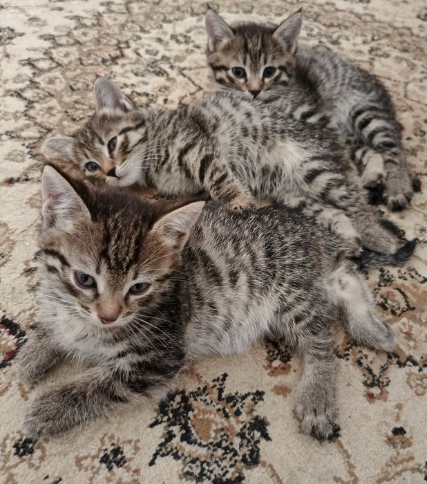 Котята бесплатно