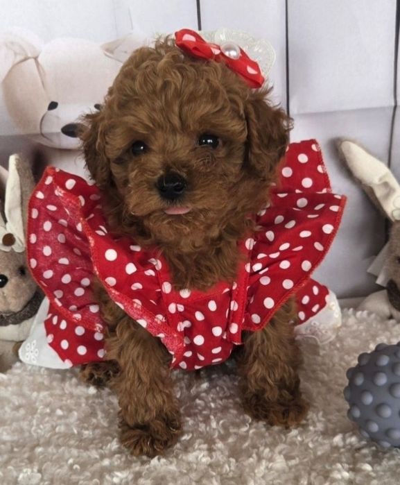 Пудел той /Poodle toy с генетични тестове на родителите с родословие