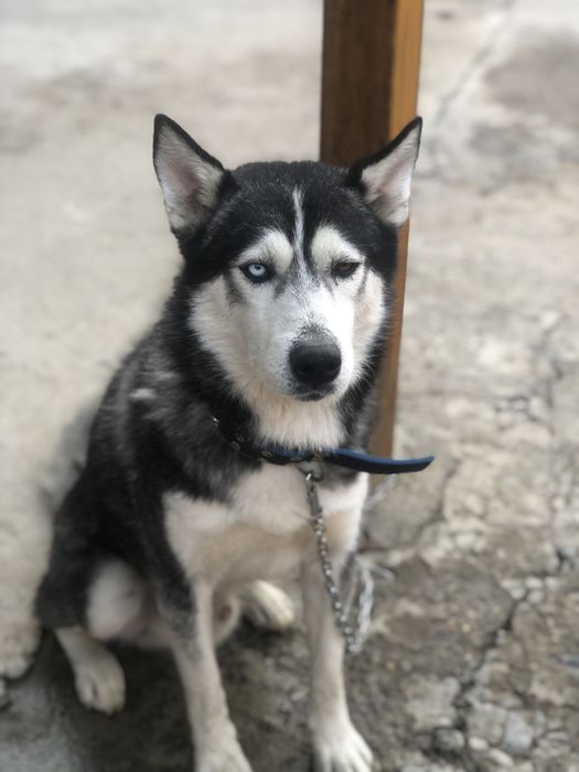 Порода хаски