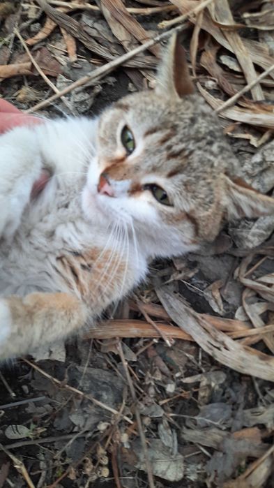 Котик приносящий счастье