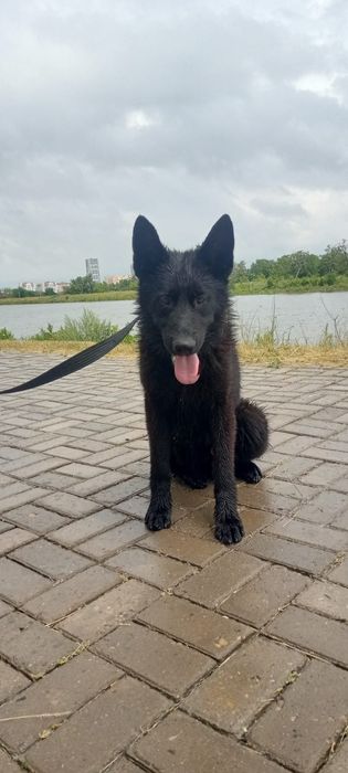 Немецкая овчарка черного окраса.