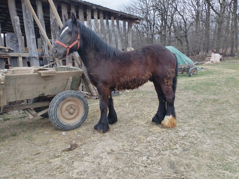 Vând manz de un an jumate