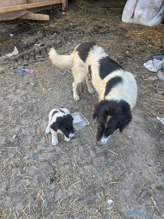 Donez Catei de ciobănesc