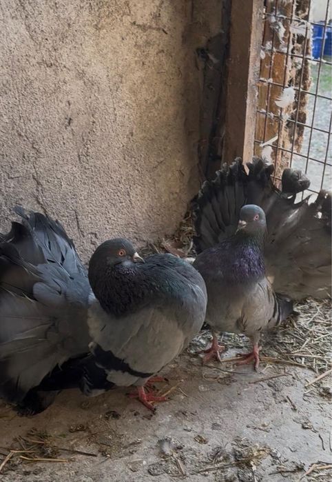 Продам павлинов !