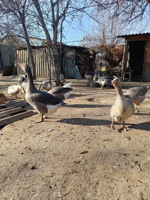 Продам    гусат.