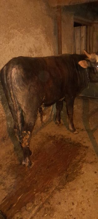 Бычки крупные жирные