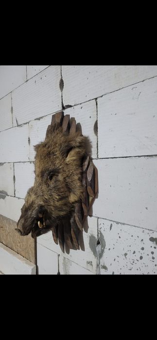 Продам голову Кабана. В отличном состоянии Цена договорная.