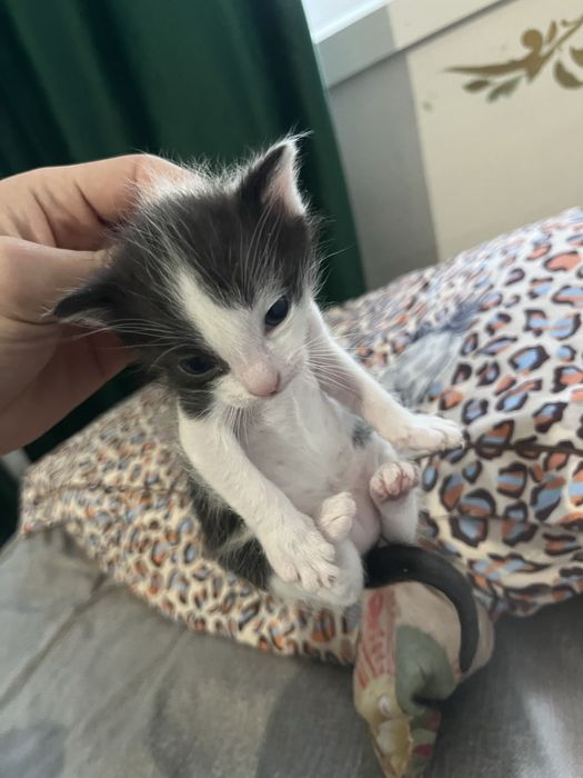 Котяты беспалатно