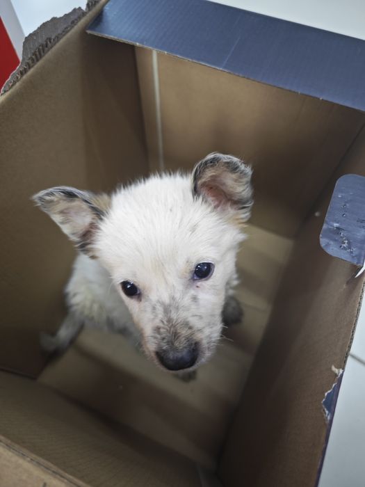 Отдается в добрые руки щенок