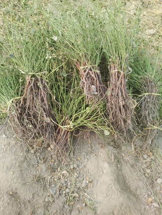 Бизда кузни Кувнатадиган асартимент штампповий  ва атиргул Кучатлари