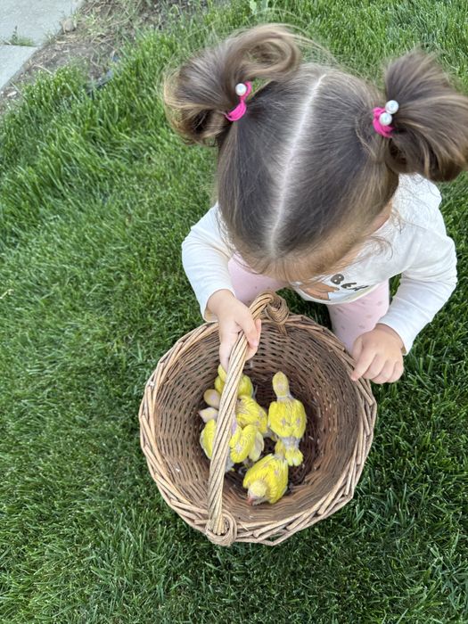 Pui blanzi papagali vorbitori Micul alexandru alexander