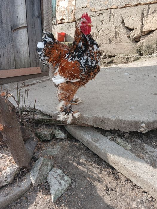 Cocos și puicuta  brahma