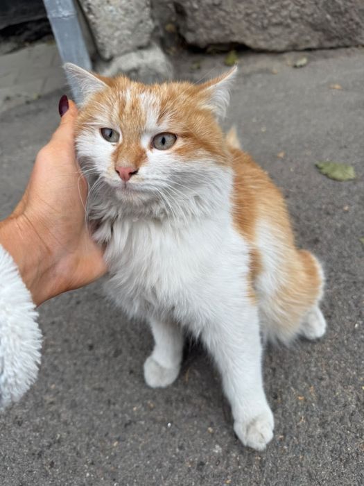 Отдам кота в добрые руки