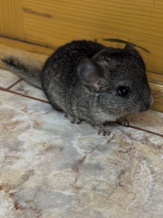 3 băieței de chinchilla își caută o căsuță iubitoare!