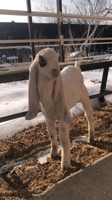 Продам козочку ЧП гулаби.