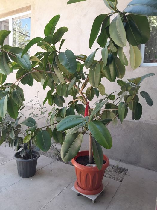 Продаю комнатные растения