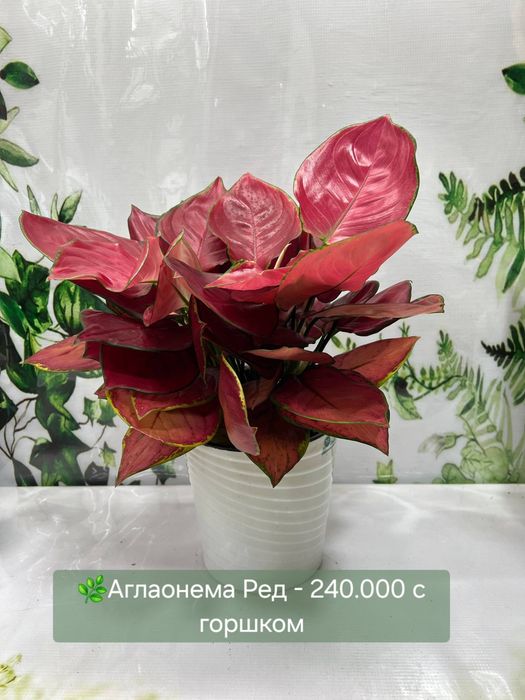 Аглаонемы и другие комнатные растения в продаже