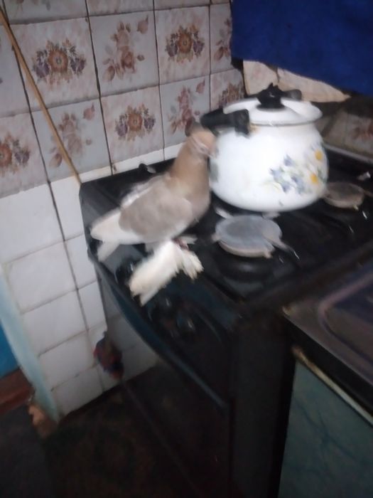 Продается жолтая тасманка голубка