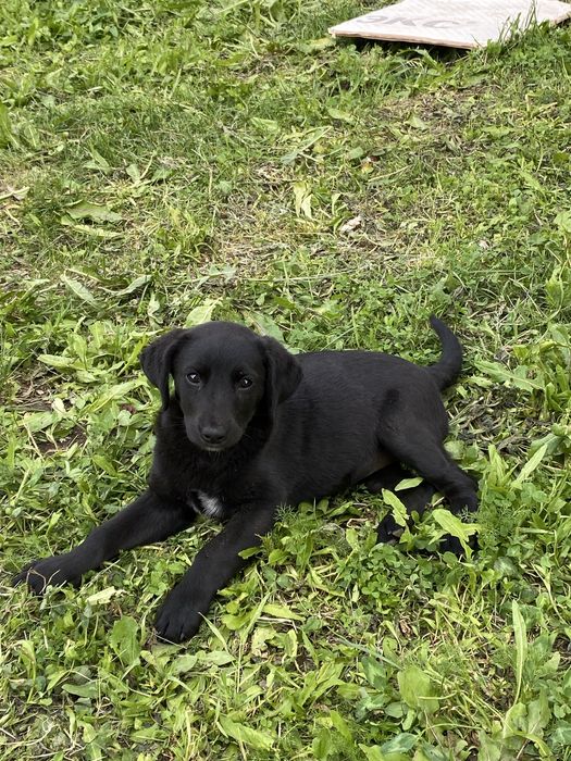 Собачка лабрадорчик