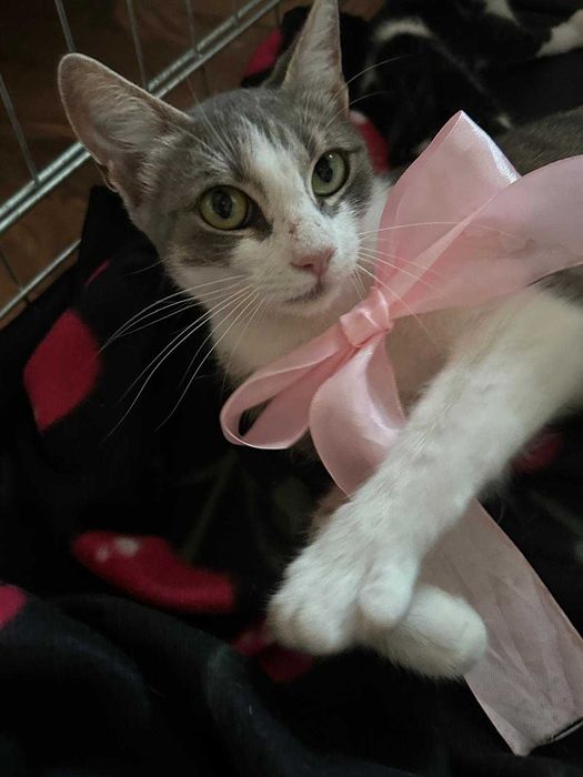 3 pisoi spre adoptie