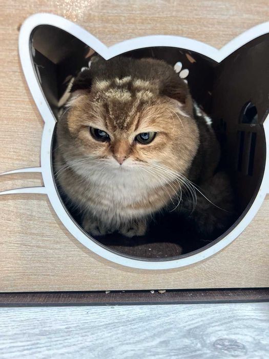 Вязка Шотландский вислоухий шиншилла