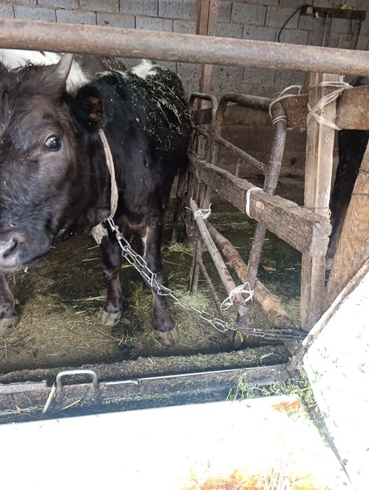 Продам тёлочку возраст 1 год