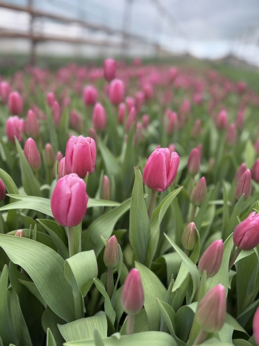 Тюльпаны только  оптом