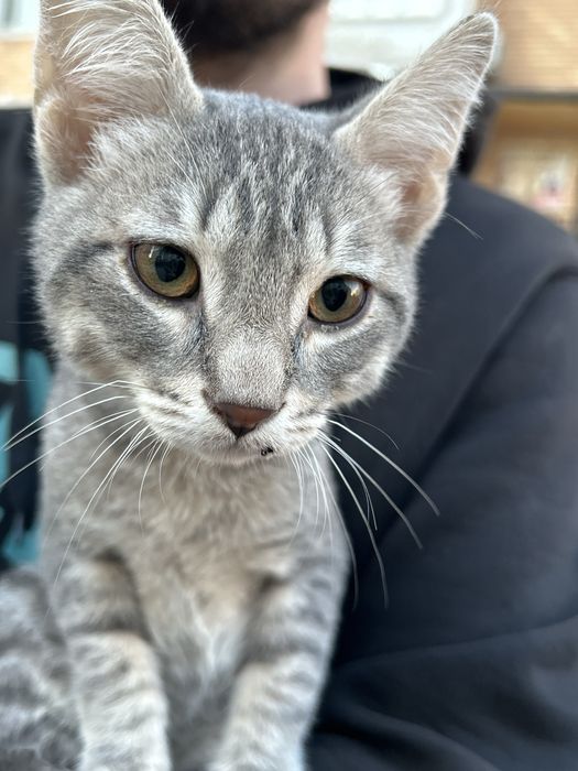 Отдам котёнок мальчик