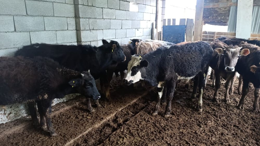 Бузаулар сатылады