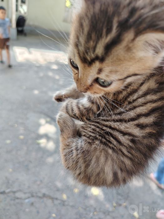 1oyli mushuk mehrli qo'llariga tekinga beriladi burgasi yo'q
