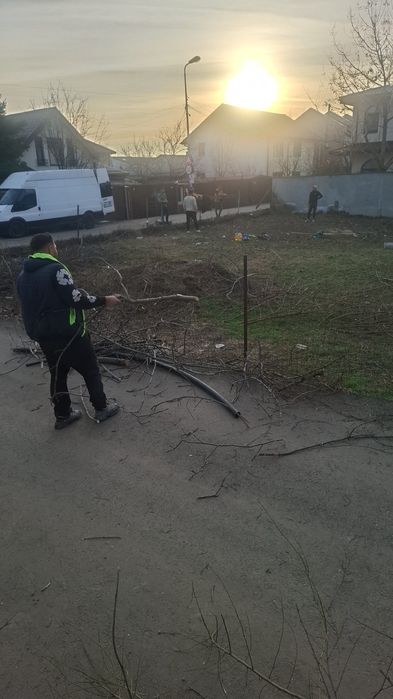 Taieri copaci defisare teren